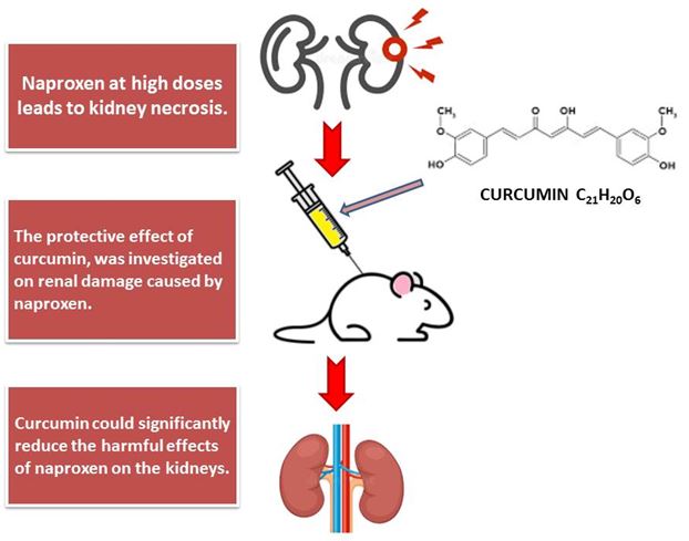 Protective effects of curcumin against naproxen-induced mitochondrial dysfunction in rat kidney tissue 