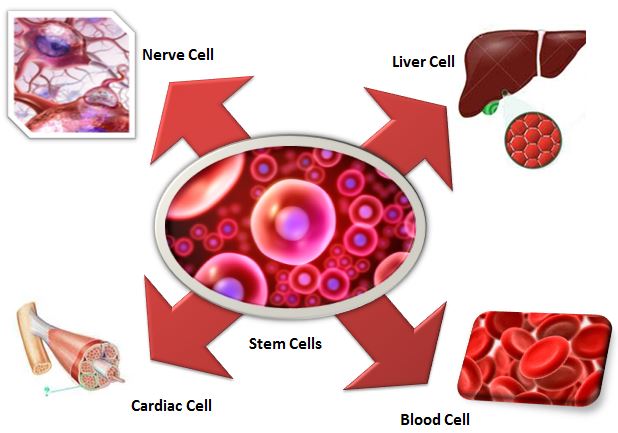 The capacity of stem cells in treatment of diabetes 