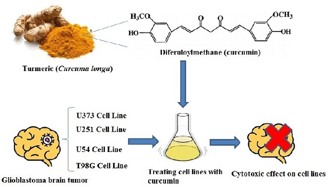 Cytotoxic effect of diferuloylmethane, a derivative of turmeric on different human glioblastoma cell lines 
