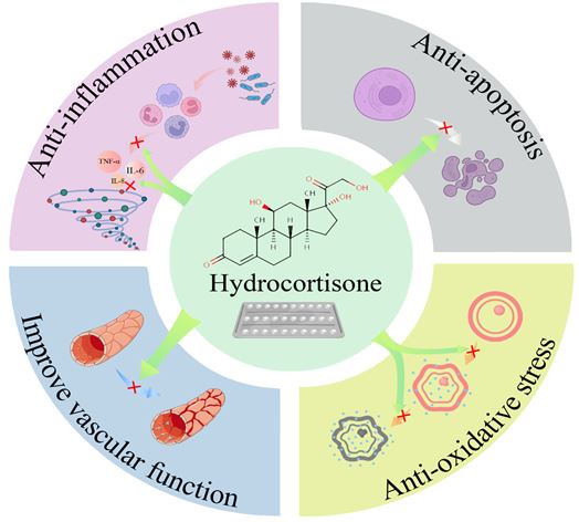 Research progress on therapeutic effect and mechanism of hydrocortisone on sepsis 