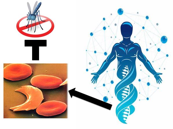 Genetic resistance to human malaria 