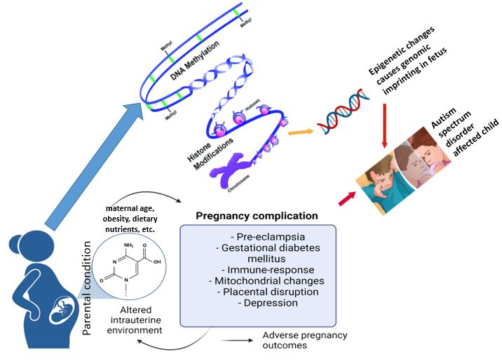 Advanced Research on DNA methylation testing in screening fetuses for autism spectrum disorder 