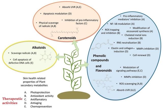 Antibacterial and antifungal activities of medicinal plant species and endophytes 