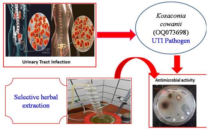Anti-urinary tract infection activity of selected herbal extract towards isolated Kosakonia cowanii (OQ 073698) 