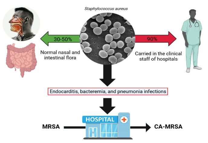 Staphylococcus aureus in the environment of healthcare centers 
