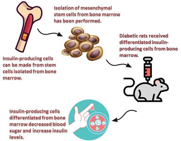 Insulin-producing cells from bone marrow stem cells versus injectable insulin for the treatment of rats with type I diabetes 