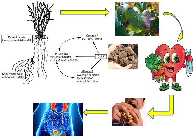 Global perspective of phosphate solubilizing microbes and phosphatase for improvement of soil, food and human health 