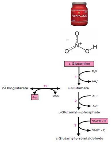 Nitric oxide signaling pathway in medicinal plants 