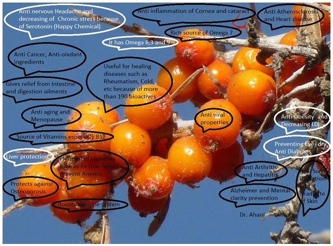 Therapeutic potential of Seabuckthorn (Hippophae rhamnoides L.) in medical sciences 