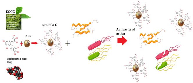 Antibacterial and antioxidant activity of catechin, gallic acid, and epigallocatechin-3-gallate: focus on nanoformulations 
