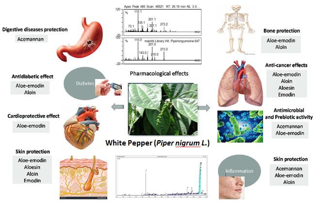 GC-MS analysis of the active compound in ethanol extracts of white pepper (Piper nigrum l.) and pharmacological effects 
