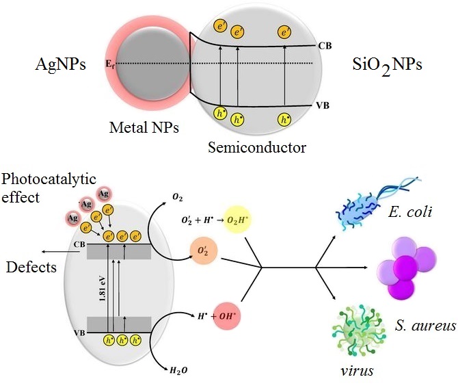 Surface modification of SiO2 nanoparticles for bacterial decontaminations of blood products 