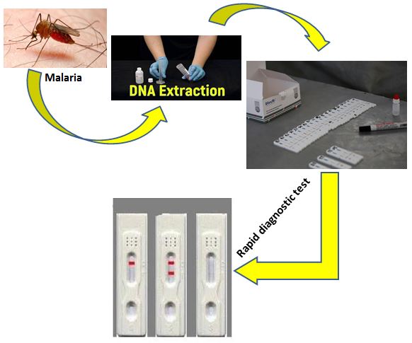 Performance analysis of polymerase chain reaction in relation to rapid diagnostic test (RDT) kit (SD bio line malaria ag p.f (05fk50)) for malaria diagnosis 