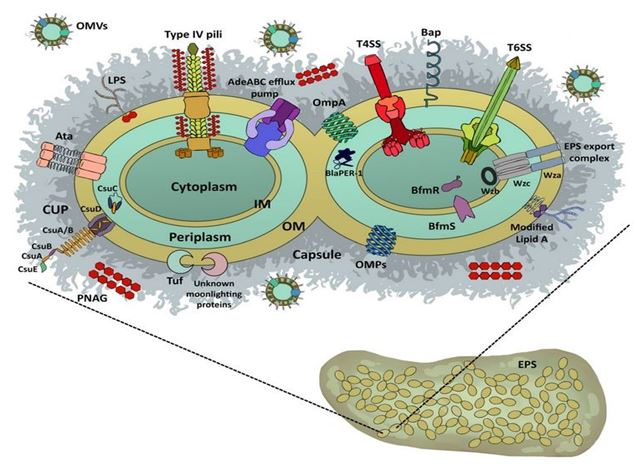 Cellular structure and molecular functions of plants, animals, bacteria, and viruses