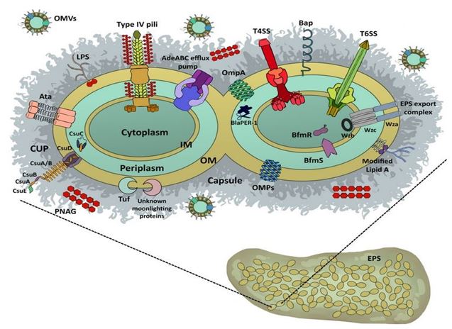 Cellular structure and molecular functions of plants, animals, bacteria, and viruses 