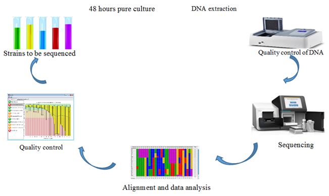 Overview of typing techniques as molecular epidemiology tools for bacterial characterization 